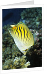 Dot & Dash Butterflyfish by Anonymous