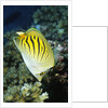 Dot & Dash Butterflyfish by Anonymous