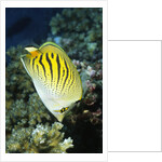 Dot & Dash Butterflyfish by Anonymous