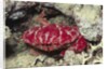 Splendid Red Spooner Crab by Anonymous