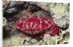 Splendid Red Spooner Crab by Anonymous