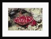 Splendid Red Spooner Crab by Anonymous
