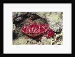 Splendid Red Spooner Crab by Anonymous