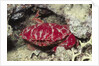 Splendid Red Spooner Crab by Anonymous