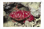 Splendid Red Spooner Crab by Anonymous
