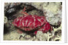 Splendid Red Spooner Crab by Anonymous