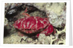 Splendid Red Spooner Crab by Anonymous