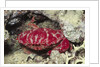 Splendid Red Spooner Crab by Anonymous