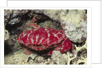 Splendid Red Spooner Crab by Anonymous