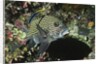 Many-Spotted Sweetlips being cleaned by Anonymous