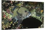 Many-Spotted Sweetlips being cleaned by Anonymous