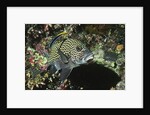 Many-Spotted Sweetlips being cleaned by Anonymous