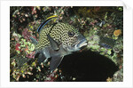 Many-Spotted Sweetlips being cleaned by Anonymous