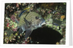 Many-Spotted Sweetlips being cleaned by Anonymous