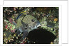 Many-Spotted Sweetlips being cleaned by Anonymous
