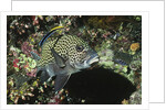 Many-Spotted Sweetlips being cleaned by Anonymous