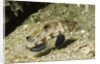 Signal Goby by Anonymous