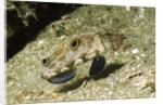 Signal Goby by Anonymous