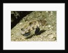 Signal Goby by Anonymous