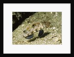 Signal Goby by Anonymous