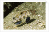 Signal Goby by Anonymous