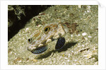 Signal Goby by Anonymous