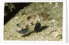 Signal Goby by Anonymous