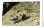 Signal Goby by Anonymous