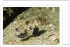 Signal Goby by Anonymous