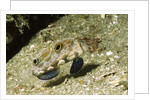 Signal Goby by Anonymous