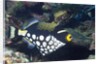 Clown Triggerfish by Anonymous
