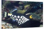 Clown Triggerfish by Anonymous