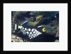 Clown Triggerfish by Anonymous