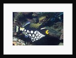 Clown Triggerfish by Anonymous