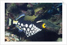 Clown Triggerfish by Anonymous