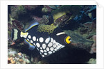 Clown Triggerfish by Anonymous