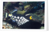 Clown Triggerfish by Anonymous