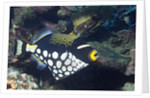 Clown Triggerfish by Anonymous