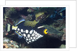 Clown Triggerfish by Anonymous