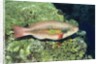 Bluepatch Parrotfish-intermediate phase by Anonymous
