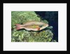 Bluepatch Parrotfish-intermediate phase by Anonymous