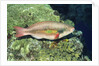 Bluepatch Parrotfish-intermediate phase by Anonymous
