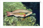 Bluepatch Parrotfish-intermediate phase by Anonymous