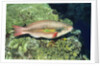 Bluepatch Parrotfish-intermediate phase by Anonymous