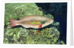 Bluepatch Parrotfish-intermediate phase by Anonymous