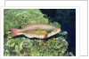 Bluepatch Parrotfish-intermediate phase by Anonymous