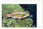 Bluepatch Parrotfish-intermediate phase by Anonymous