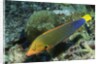 Yellowtail Coris-intermediate phase by Anonymous
