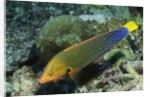 Yellowtail Coris-intermediate phase by Anonymous