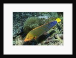 Yellowtail Coris-intermediate phase by Anonymous